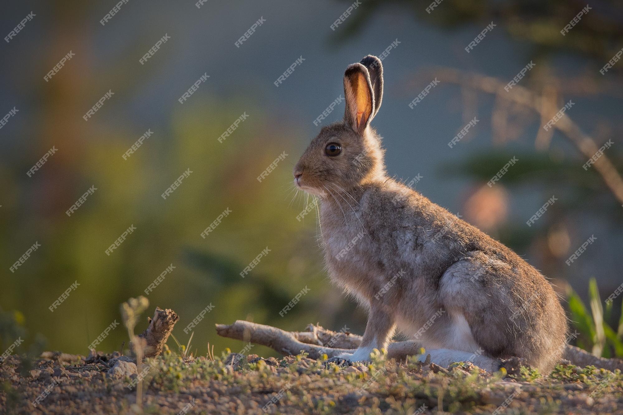 lepus americanus