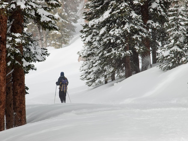 Snowshoeing in the forest.