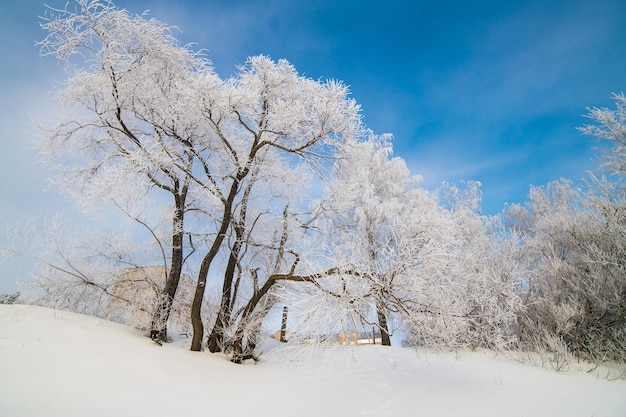 Фото Белоснежные деревья стоят в снегу на фоне голубого неба