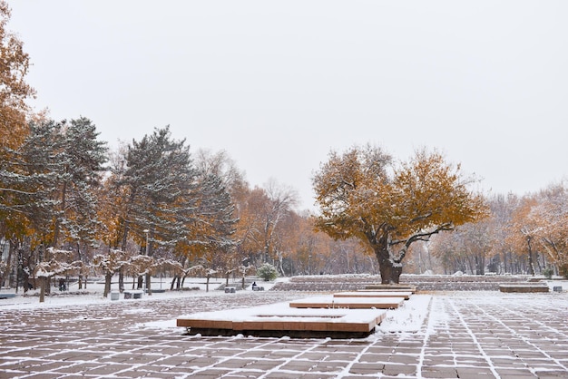 Snowy autumn Park in Tashkent Old plane tree