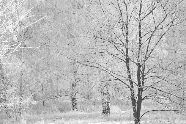ベルリン郊外の雪に覆われた白樺の森 霜が枝に氷の結晶を形成する