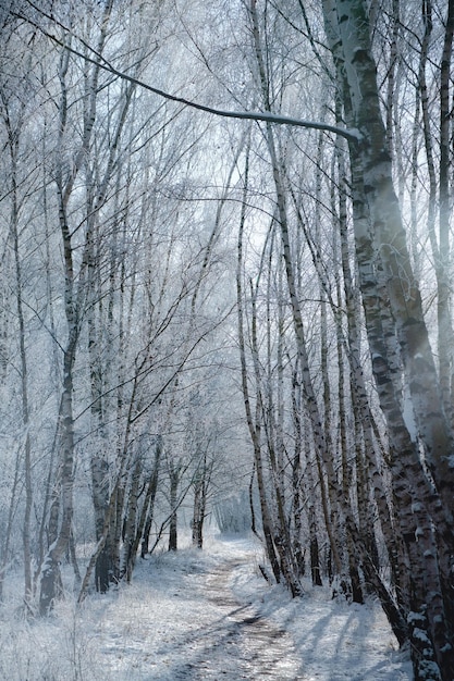 ベルリン郊外の雪に覆われた白樺の森 霜が枝に氷の結晶を形成する