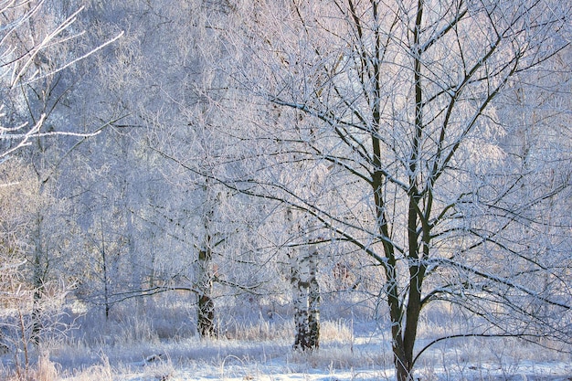 Snowy birch forest on the outskirts of Berlin Frost forms ice crystals on the branches