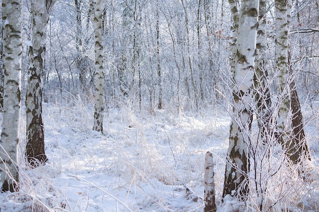 ベルリン郊外の雪に覆われた白樺の森 霜が枝に氷の結晶を形成する