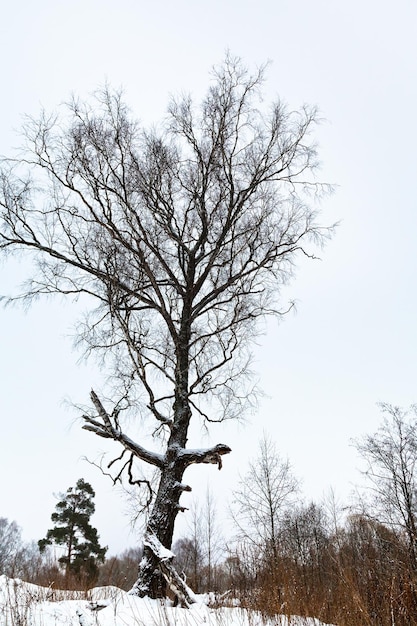 Snowy birch on hill in winter