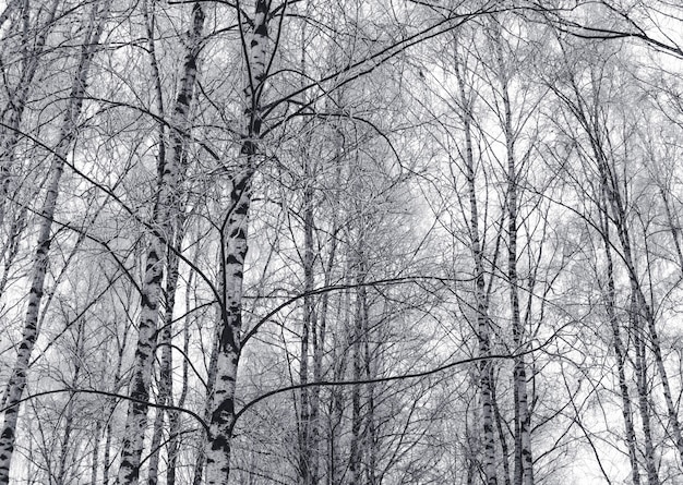 Snowy birch tree branches black and white