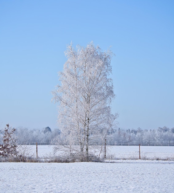 Snowy birch tree on a wintry field Frost forms ice crystals on the branches