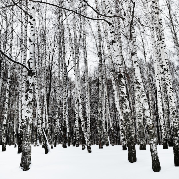 Snowy birchwood in cold winter day