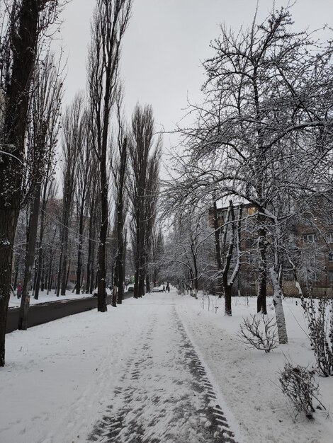 A snowy boulevard in the city in winter