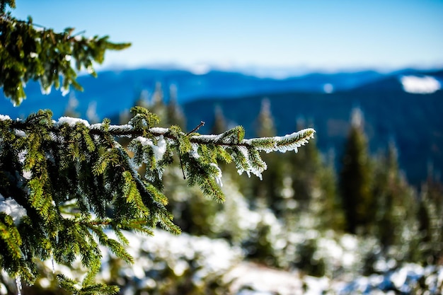 A snowy branch of a tree with the mountains in the background