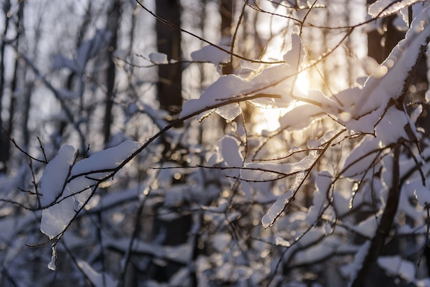Snowy branches with ice crystals in sunlight, winter background.