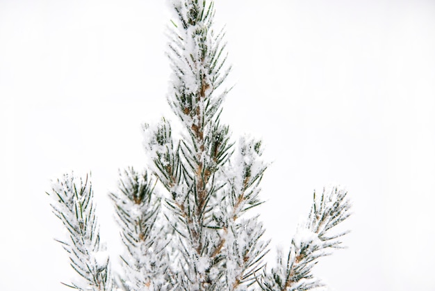 Snowy branches