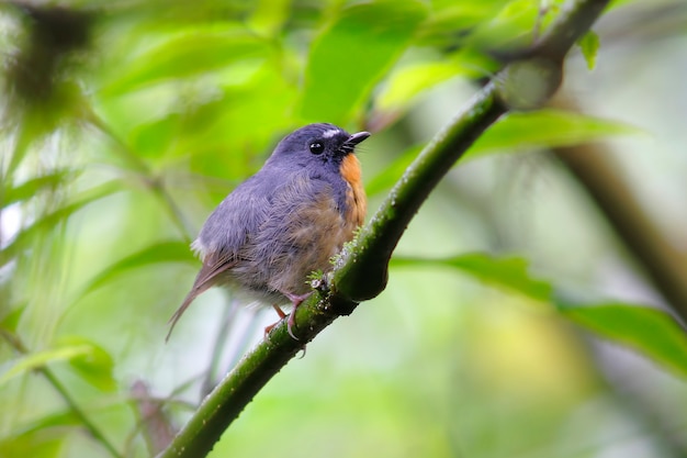 Snowy browed Flycatcher Ficedula hyperythra Mooie mannelijke vogels van Thailand