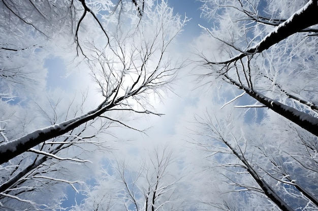 雪に覆われた大聖堂の雄大な冬の木々の冬の写真