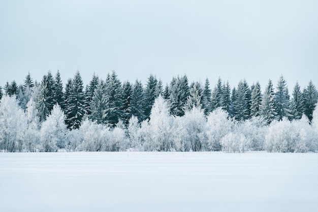 Snowy countryside and forest in winter Rovaniemi, Lapland, Finland.