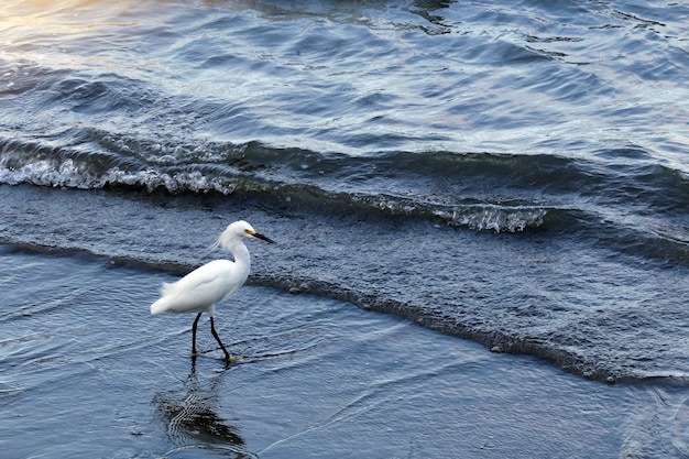 Pesca dell'egretta di snowy dalla spiaggia