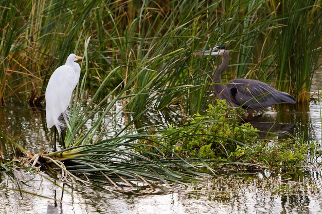 Snowy egret in natural habitat on South Padre Island, TX.