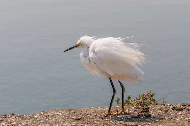 Snowy egret perching on a lake