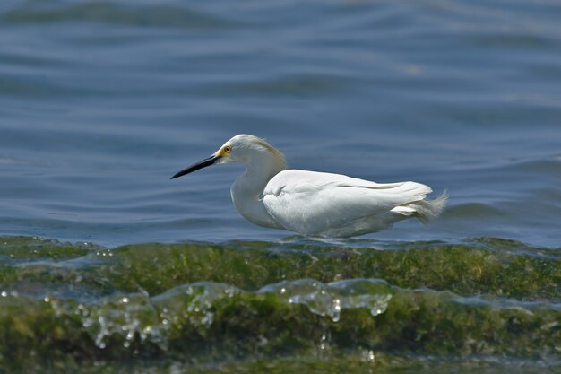 Snowy Egret