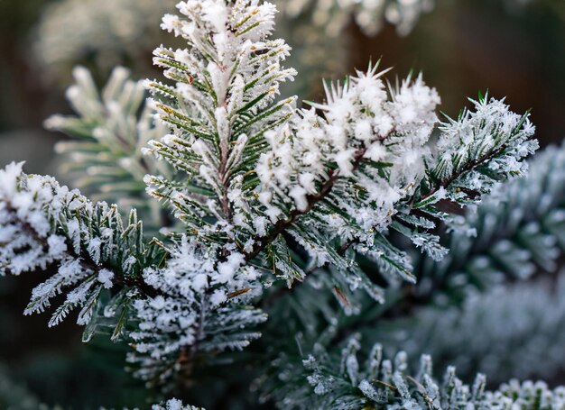 snowy evergreen forest