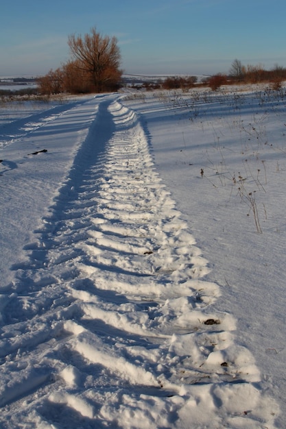 A snowy field with trees