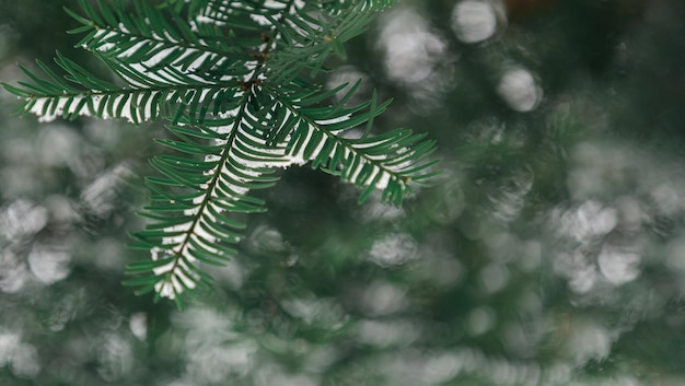 Foto rami di abete innevati albero di natale