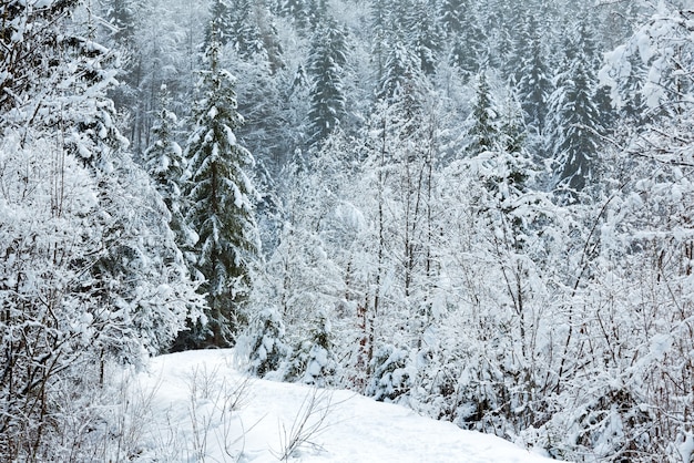 Snowy fir forest on mountain slope and pathway.