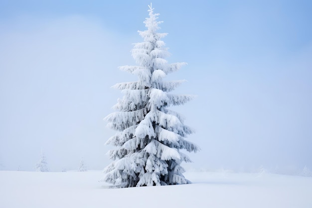 Snowy Fir Tree