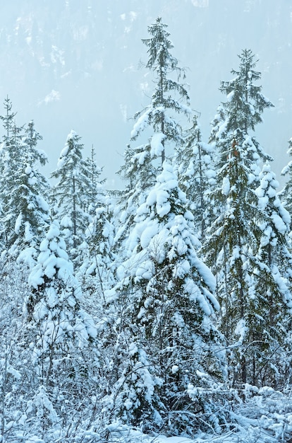 雪に覆われたモミの木。曇りの冬の天気。