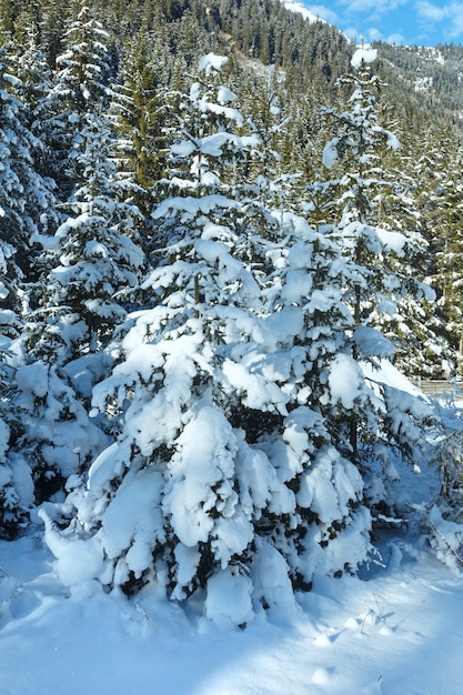 Snowy fir trees forest on mountain slope.