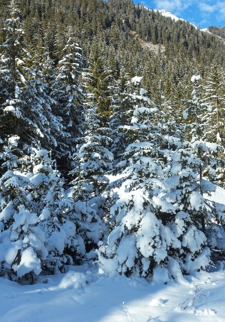 Snowy fir trees forest on mountain slope.