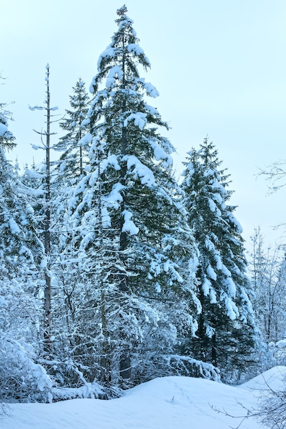 Snowy fir trees on mountain slope. Hazy view.