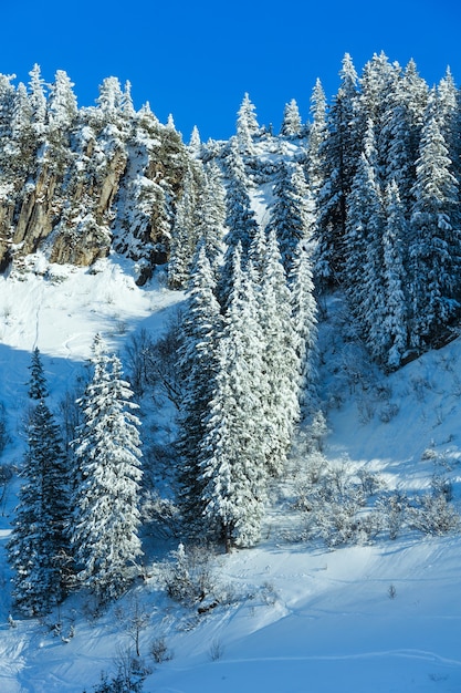 Snowy fir trees on rock slope. Winter scenery.