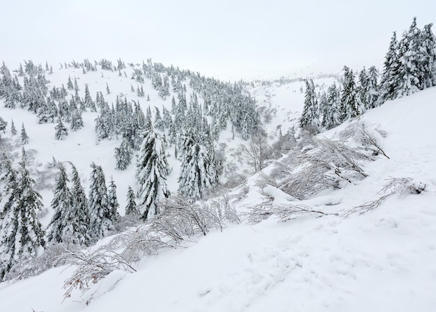 Snowy fir trees on winter hill in cloudy weather (Carpathian).