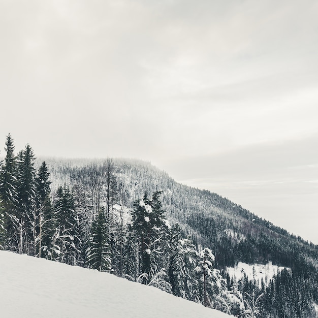 Montagna nebbiosa innevata