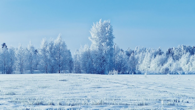 Snowy forest at the countryside in winter Rovaniemi, Lapland, Finland.