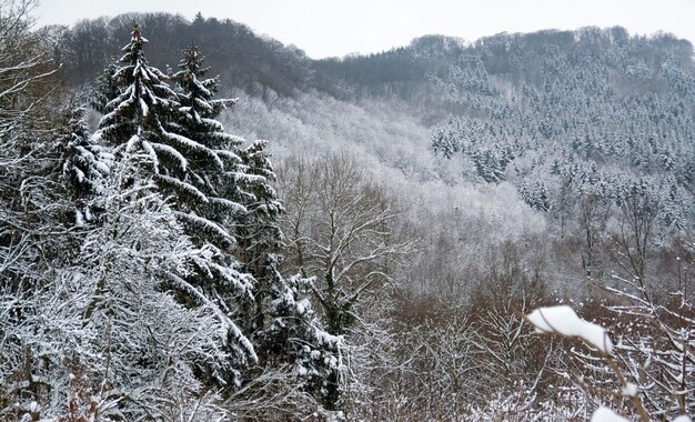 snowy forest detail