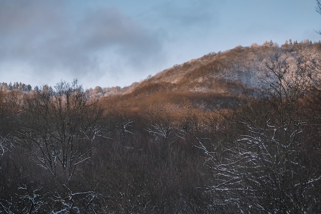 Snowy forest in the evening