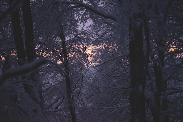 夕方の雪の森