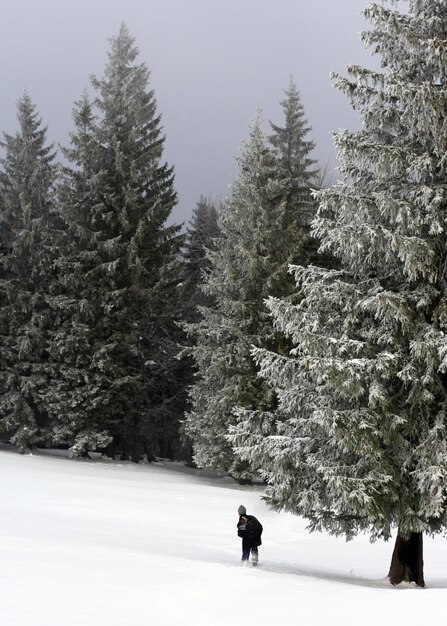 Photo snowy forest lone traveler glides amidst pine trees embracing the beauty of winter sports