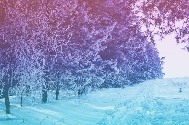 雪に覆われた森雪に覆われた松の木冬の自然クリスマスの背景