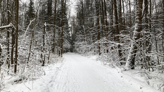 Snowy forest road through frosty snow-covered trees winter landscape