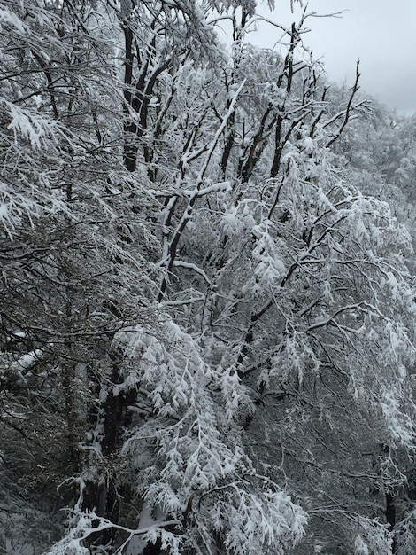 snowy forest in san carlos de bariloche