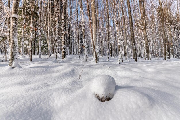 Foto foresta innevata nei vosgi in inverno