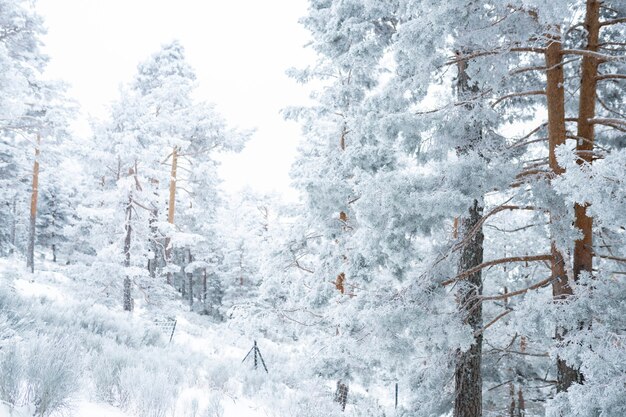 Snowy forest, winter, white nature