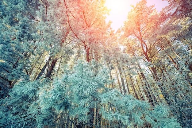 Snowy forest in winter Winter nature Bottom view