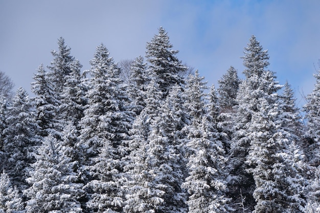 Snowy forest in winter