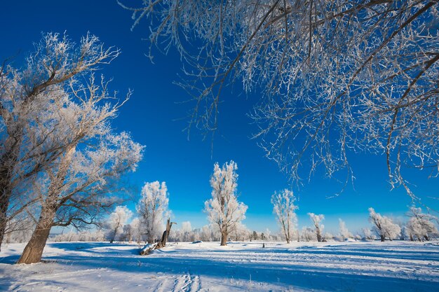 Snowy forest with different trees against the sky