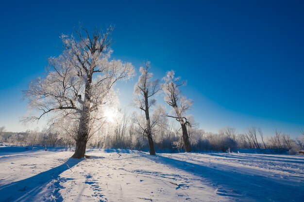 Snowy forest with different trees against the sky