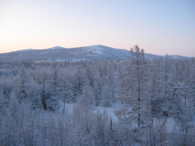 a snowy forest with a mountain in the background